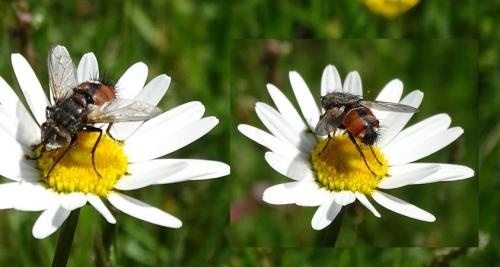 Peleteria rubescens